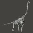 giraffatitan1.jpg Brachiosaurus / Giraffatitan complete skeleton