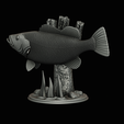 peacock-bass-trophy-natural-2-2-26.png Peacock bass (Cichla ocellaris) fish trophy in motion sculpture 2 underwater detailed texture for 3d printing