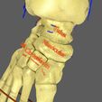 limbs-with-girdle-bones-name-parts-text-labelled-3d-model-cdc68b1bb5.jpg Limbs With Girdle bones name parts text labelled 3D model