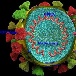 corona-virus-detail-labelled-cut-section-3d-model-blend-12.jpg Corona virus detalle etiquetado corte sección modelo 3D
