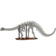 bronto_pic3.jpg [3Dino Puzzle] Brontosaurus(Classic Apatosaurus)