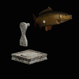 common-carp-trophy-2-2-1-20.png COMMON CARP (CYPRINUS CARPIO) fish in motion trophy statue detailed texture for 3d printing