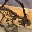 CA257A36-96BC-42AA-8D7A-5CF5D120CF95.jpeg Lifesized Psittacosaurus skeleton