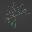 Gallbladder_Material.png 3D file Gallbladder Anatomy・3D printer model to download