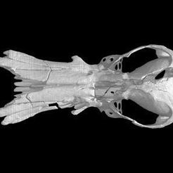 specimen-2.jpg Free STL file Obdurodon dicksoniFossil, Fossil Platypus skull・3D printing model to download, MadScientist3D