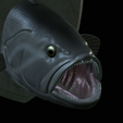 White-grouper-head-trophy-21.png fish head trophy white grouper / Epinephelus aeneus open mouth statue detailed texture for 3d printing