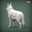 Swiss-white-shepherd5.jpg Swiss white shepherd 3D print model