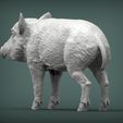 small-boar4.jpg Small boar 3D print model