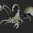 ZBrush-Document.jpg 3 Insects