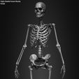 Female-Human-Skeleton-3D-Model-sculpted-by-Yacine-BRINIS-036.jpg Highly Detailed Human Skeleton (Female)