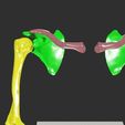 upper-limbs-with-girdle-color-coded-3d-model-2.jpg upper Limbs with girdle color coded 3D model