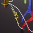 ps-0013.jpg PDA Patent Ductus Arteriosus vs Normal blood circulation