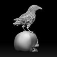 213123123.jpg bird crow