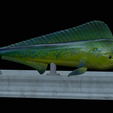 Base-mahi-mahi-9.png fish mahi mahi / common dolphin fish statue detailed texture for 3d printing
