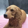 Golden-Retriever-f.jpg Golden Retriever