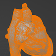10.png 3D Model of Heart (apical 2 chamber plane)
