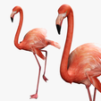 portada-gWW.png DOWNLOAD Flamingo 3D MODEL ANIMATED - BLENDER - 3DS MAX - CINEMA 4D - FBX - MAYA - UNITY - UNREAL - OBJ -  Flamingo DINOSAUR DINOSAUR Flamingo DINOSAUR BIRD