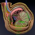 file-22.jpg testis with covering layers 3D model