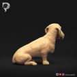 Dachshund-Wire-Haired-Pose-06-Dog-3D-Print-4s.jpeg Teckel à poil dur Pose 06