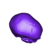 My_Scan_22.stl Free STL file Anatomical Skull・Object to download and to 3D print