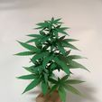 93B73F3E-0C1C-4B4D-BC6C-65EFBE82527C.jpeg 杂草藤蔓、植物和装饰品