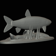 Grass-carp-1-16.png fish grass carp / Ctenopharyngodon idella / amur bílý statue detailed texture for 3d printing