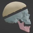 11.png 3D Model of Skull, Skull Cap and Mandible