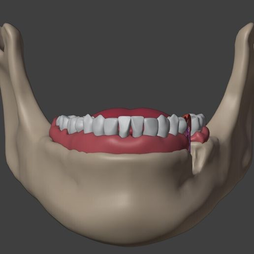 3D Dental Model of Teeth - Cross Section・ STL File for 3D printing・Cults
