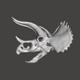 4.jpg Stegoceratops Dinosaur Skull Skeleton