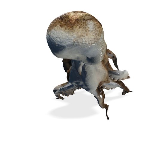 🐙 Octopus SQUID Web foot Webfoot Octopus Ocellatus FISH AMPHIBIAN ...