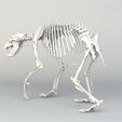 bear-4.jpeg Grizzly Bear Skeleton 3D model