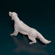 english-setter-on-the-hunt-05bz.jpg English Setter
