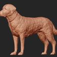 05.jpg Labrador Retriever model 3D print model