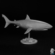 gw_shark2.png Great White Shark - Animal