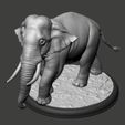 07.jpg Elephant Asian