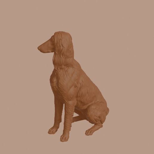 Afghan_Hound_0013.jpg Afghan Hound Dog in Sitting Pose
