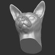 18.jpg Abyssinian cat head for 3D printing