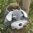 06-MACETA-SCHNAUZER.jpg SCHNAUZER POT