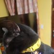 1000113167.jpg inserções para animais de estimação