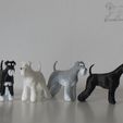 SailorTheMiniSchnauzerDemoPrints5.jpg Sailor - Miniature Schnauzer