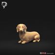 Dachshund-Miniature-Smooth-Haired-Pose-09-Dog-3D-Print-10s.jpeg Dachshund Miniature Smooth Haired Pose 09