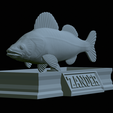 Zander-statue-21.png fish zander / pikeperch / Sander lucioperca statue detailed texture for 3d printing