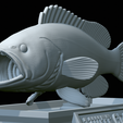 White-grouper-open-mouth-statue-55.png fish white grouper / Epinephelus aeneus open mouth statue detailed texture for 3d printing