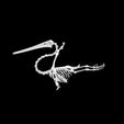 1.jpg Pelican SKELETON SKELETON WINGS ANATOMY BONES WINGS BIRD TADPOLE ANIMAL ANATOMY 3D MODEL WATER OCEAN RIVER