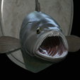 White-grouper-head-trophy-30.png fish head trophy white grouper / Epinephelus aeneus open mouth statue detailed texture for 3d printing