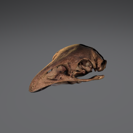 Capture d’écran 2017-12-14 à 14.58.58.png Fichier OBJ gratuit Moa Skull - Collection du Musée d'Auckland・Modèle à télécharger et à imprimer en 3D, AucklandMuseum