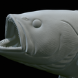 White-grouper-open-mouth-1-57.png fish white grouper / Epinephelus aeneus trophy statue detailed texture for 3d printing