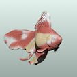 02-5.jpg Poisson rouge Pose 2