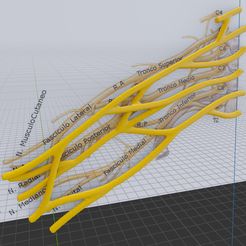 brachial-plexus.jpg Файл STL Учебная модель плечевого сплетения・Дизайн 3D принтера для загрузки