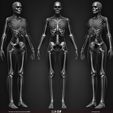 Female-Human-Skeleton-3D-Model-sculpted-by-Yacine-BRINIS-007.jpg Highly Detailed Human Skeleton (Female)
